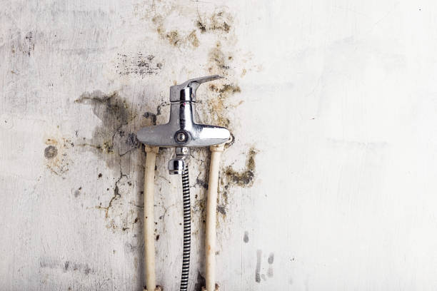 Best Mold Cleaning Services  in Gananda, NY