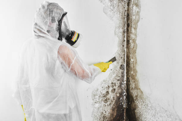 Mold Removal and Inspection in Gananda, NY