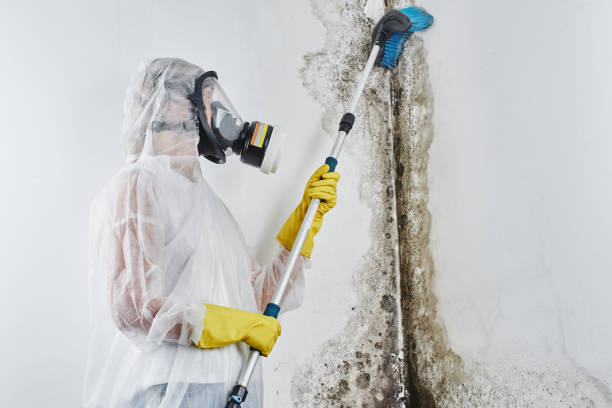 Best Professional Mold Removal  in Gananda, NY