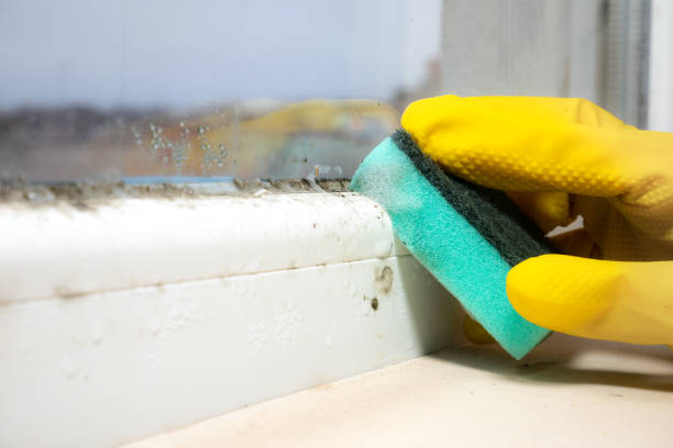 Best Toxic Mold Removal  in Gananda, NY