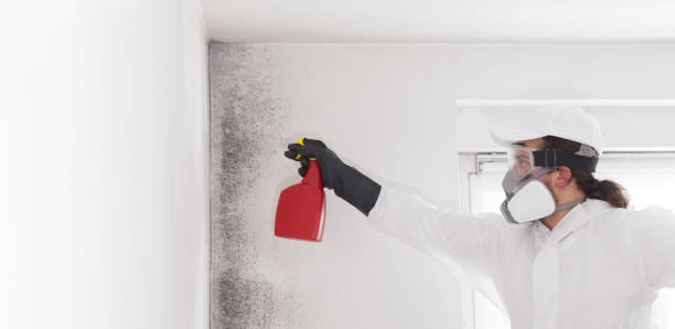 Best Mold Removal Near Me  in Gananda, NY